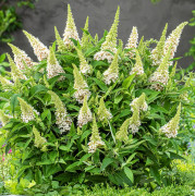 Övriga Blomplantor