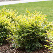 Himmelsbambuträ/Nandina - Nandina domestica Lemon & Lime ® (Storlek: busk C2)