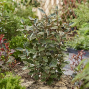 Höstsilverbuske - Elaeagnus ebbingei Compacta (Storlek: 40-50 C3)