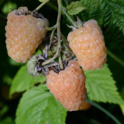 Hallon - Rubus idaeus Solguld (Storlek: C2)