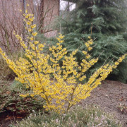 Hybridtrollhassel - Hamamelis intermedia Pallida (Storlek: 60-80 Co)