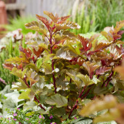 Smällspirea/Djävulsbuske - Physocarpus opulifolius Magic Ball ® (Storlek: 40-50 C3)