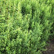 Pelarberberis - Berberis thunbergii Erecta (Storlek: 40-50 C3)