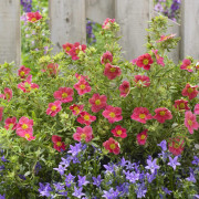 Ölandstok - Dasiphora fruticosa Danny Boy ® (Storlek: 25-30 C3)
