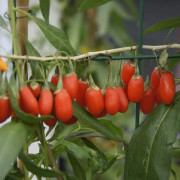 Gojibär / Bocktörne - Lycium barbarum Instant Success ® (Storlek: C2)