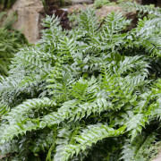 Mahoniabräken - Cyrtomium falcatum (Krukstorlek: 0,5-1L)