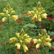 Erythrostemon gilliesii, Paradisfågelträd