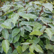 Höstsilverbuske - Elaeagnus ebbingei (Storlek: 40-50 C3)