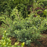 Kinesisk En - Juniperus chinensis Blue Alps (Storlek: 20-25 C2)