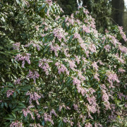 Japansk Buskrosling - Pieris japonica Valley Rose (Storlek: 20-25 C2)