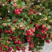 Lingon - Vaccinium vitis idaea Fireballs ® (Storlek: C1,7)