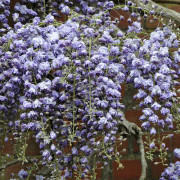 Japanskt Blåregn - Wisteria floribunda Violacea Plena (Black Dragon) (Storlek: 175-200 C10)