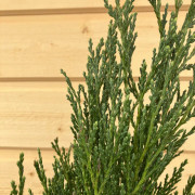 Röden - Juniperus scopulorum Moonglow (Storlek: 30-35 C2)