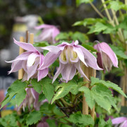 Klematis - Clematis atragene Balsgård Linnea (Storlek: C2)