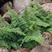 Spetsbräken - Polystichum setiferum Plumoso-densum (Krukstorlek: 0,5-1L)
