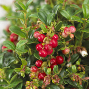 Lingon - Vaccinium vitis idaea Miss Cherry ® (Storlek: C2)