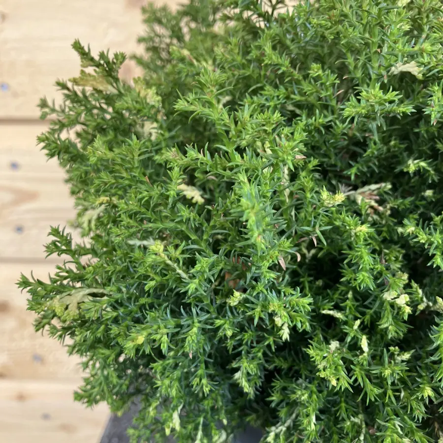 Japansk Ädelcypress - Chamaecyparis obtusa Saffron Spray (Storlek: 25-30 C3)