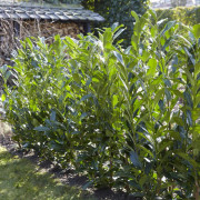 Lagerhägg - Prunus laurocerasus Elly ® (Storlek: 80-100 C6)