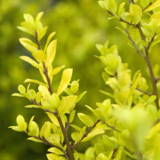 Ilex crenata Golden Rock , Japansk Järnek