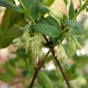 Blåbärstry / Honungsbär - Lonicera caerulea var. kamtschatica Eisbär (Sugar Mountain) (Storlek: busk C3,5)
