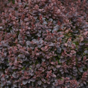 Dvärgberberis - Berberis thunbergii Concorde (Storlek: busk C3)