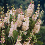 Konvaljbuske - Clethra alnifolia Pink Spire (Storlek: 40-50 C3)