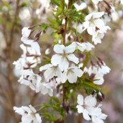 Kurilerkörsbär - Prunus nipponica Brilliant (Storlek: 80 stam C5)