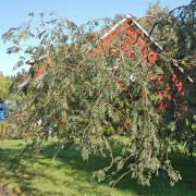 Hängrönn (Storlek: 200 stam 6-8 co)