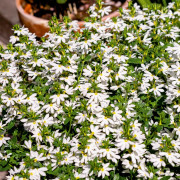 Femtunga, Stickling 3-pack - Scaevola aemula Surdiva ® Snow Blanket