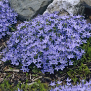 Italiensk Klocka - Campanula garganica Senior (Krukstorlek: 0,5-1L)