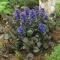 Revsuga - Ajuga reptans Black Scallop ® (Krukstorlek: 0,5-1L)