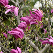 Rosenmagnolia (Storlek: utr 150-175 co)