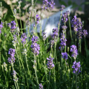 Lavendel - Lavandula angustifolia Dwarf Blue (Krukstorlek: 0,5-1L)