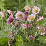 Trädgårdsnejlikrot - Geum hybr. Pink Fluffy (Krukstorlek: 0,5-1L)