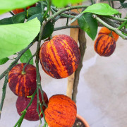Acrobal C4 - Citrus Acrobal