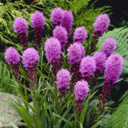 Rosenstav (Krukstorlek: 0,5-1L)