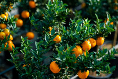 Citrus Myrtifolia Chinotto C4