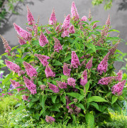 Dvärgbuddleja, Fjärilsbuske - Buddleja davidii Butterfly Candy ® Little Pink (Storlek: 45 C2)