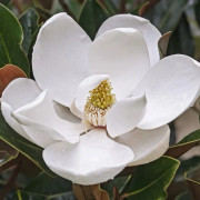 Kungsmagnolia - Magnolia grandiflora Little Gem (Storlek: 40-50 C2)
