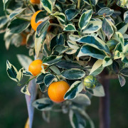 Calamondin Variegata C4 - Citrus Mitis Calamondin Variegata