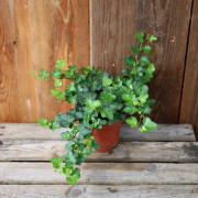 Hedera helix Wonder - 13cm (Krukstorlek: 13cm)