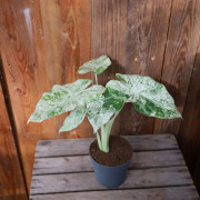 Alocasia macrorrhiza Splash, Elefantöra - 14cm - Alocasia macrorrhiza Splash (Krukstorlek: 14cm)