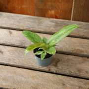 Philodendron Ring of Fire