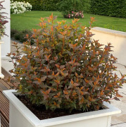 Smällspirea - Physocarpus opulifolius Sweet Cherry Tea ® (Storlek: 40-50 C3)