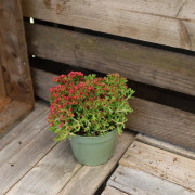 Crassula schmidtii