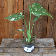 Monstera deliciosa Thai Constellation - Nr 9 (Exemplar: Nr 13)