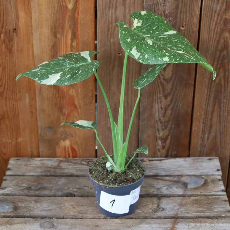 Monstera deliciosa Thai Constellation - Nr 9 (Exemplar: Nr 13)
