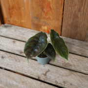 Alocasia Bagandi Azlanii (Krukstorlek: 6cm)