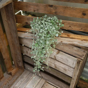 Dichondra argentea Silver Falls, Silvernjurvinda - Dichondra argentea Silver Falls (Krukstorlek: 0,5-1L)