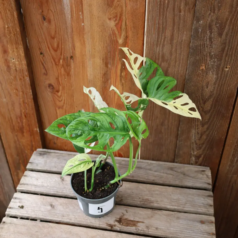 Monstera obliqua Variegata